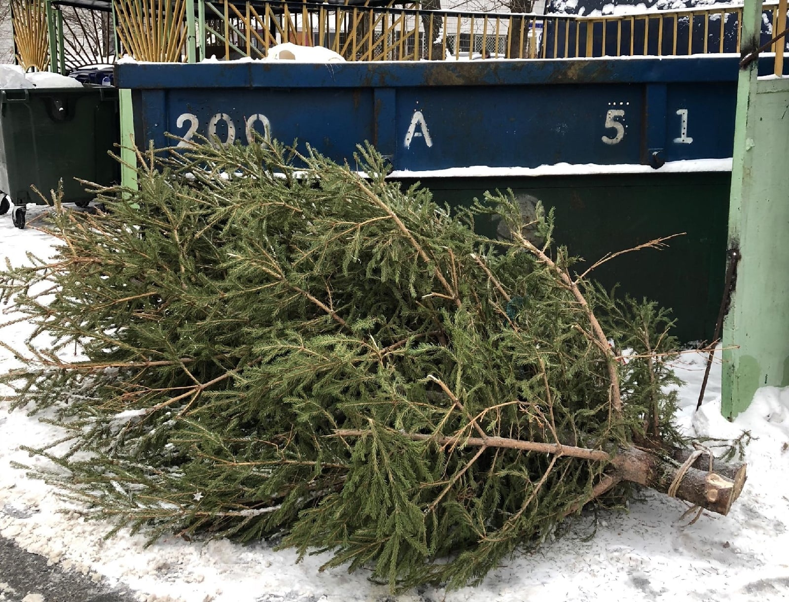 Выброшенные елки после новогодних праздников